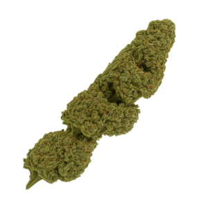 CBD Maradona